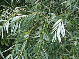 Ветла, белая ива, серебристая ива, белотал (Salix alba), дерево семейства ивовых. Высота ствола до 30 м, диаметр 1—1,5 м, кора тёмно-серая, в глубоких продольных трещинах. Листья узкие, острые, обычно серебристо-опушенные. Цветёт весной. Растет по берегам рек и др. водоёмов в средней и южной полосе Европейской части СССР, на Кавказе, в Западной Сибири и Средней Азии