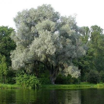 ВЕТЛА, белотал, ива белая, или серебристая (Salix alba), дерево высотой до 30 м из рода ива. Листья ланцетные, длинно заострённые, серебристо-шелковистые. верба, лоза, ива, ракита, различных видов. верба. Ветловый, ветляный, относящийся к ветле, из нее сделанный, вербовый.
