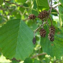 Ольха́ (лат. Alnus) — род деревьев и кустарников семейства Берёзовые, объединяющий более 40 видов. Народные названия: вильха, вольха, елоха, елха, елшина, лешинник, олешник, олех, ольшняк. Ольха серая, ольха черная заступницей встает возле 