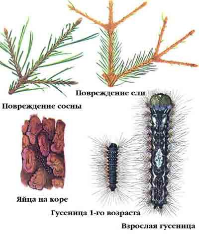 монашенка шелкопряд